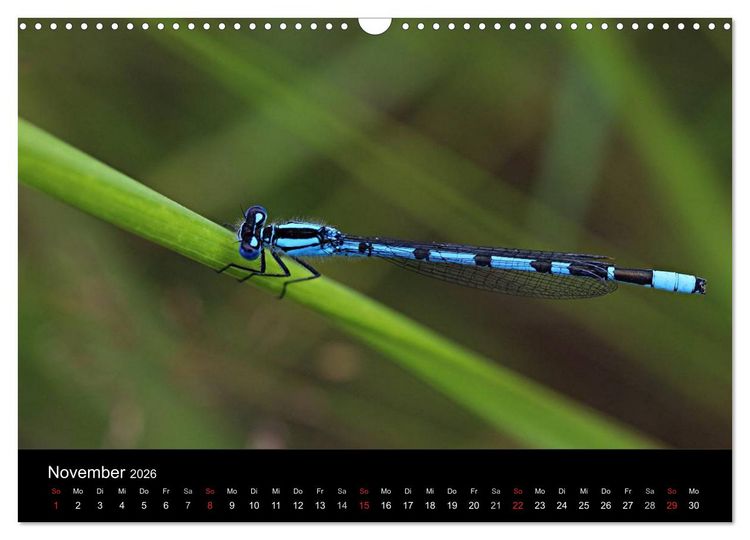 Produktbild: Makro-Kalender 2026 (Wandkalender 2026 DIN A3 quer), CALVENDO Monatskalender