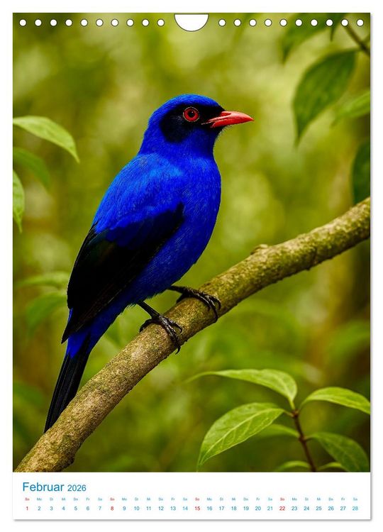 Produktbild: Blaue V&ouml;gel (Wandkalender 2026 DIN A4 hoch), CALVENDO Monatskalender