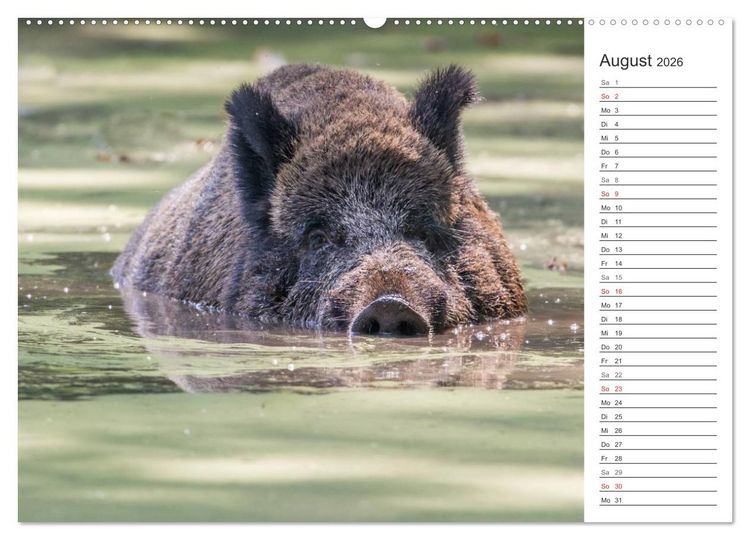 Produktbild: Emotionale Momente: Wild und Jagd. (Wandkalender 2026 DIN A2 quer), CALVENDO Monatskalender