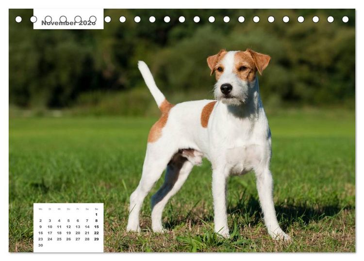 Produktbild: Rassehunde (Tischkalender 2026 DIN A5 quer), CALVENDO Monatskalender