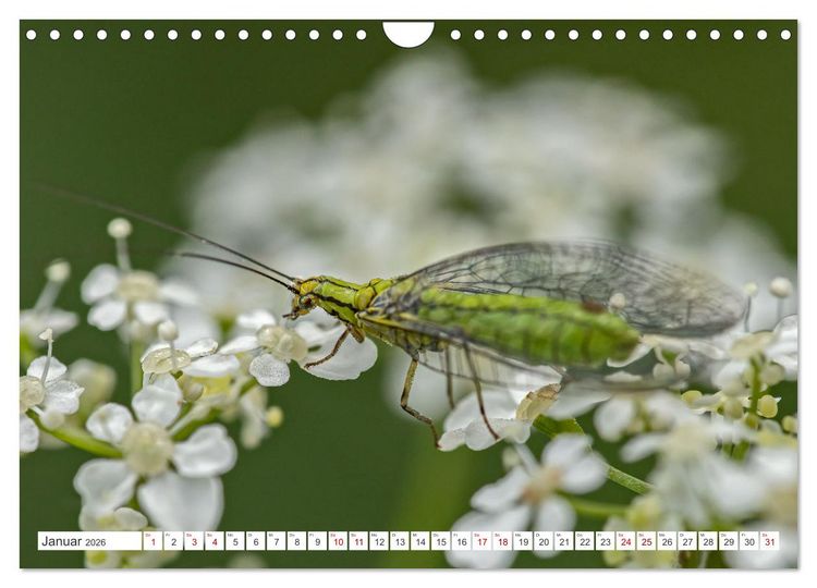Produktbild: Ungeliebte Sch&ouml;nheiten - die faszinierende Welt unserer heimischen Fliegen (Wandkalender 2026 DIN A4 quer), CALVENDO Monatskalender