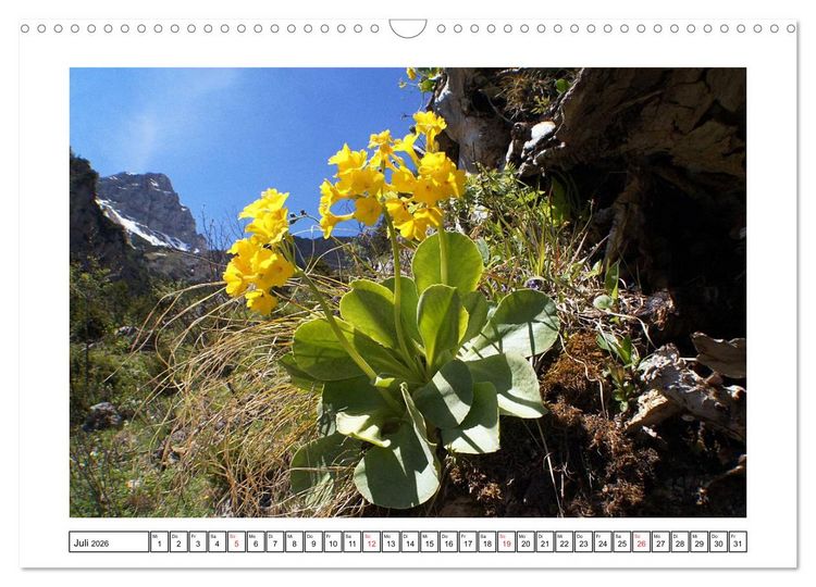 Produktbild: Alpenblumen. Bunte Welt in luftiger H&ouml;he (Wandkalender 2026 DIN A3 quer), CALVENDO Monatskalender