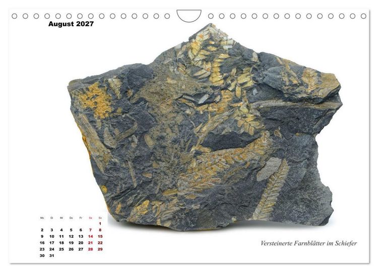 Produktbild: Fossilien - Ammoniten, Trilobiten, Erdgeschichte (Wandkalender 2027 DIN A4 quer), CALVENDO Monatskalender