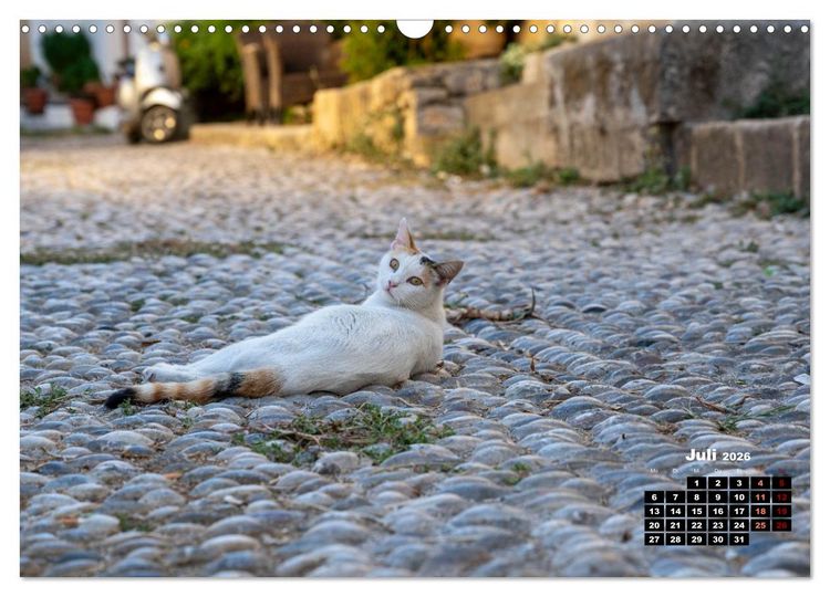 Produktbild: Katzen von Rhodos - Kleine G&ouml;tter auf vier Pfoten (Wandkalender 2026 DIN A3 quer), CALVENDO Monatskalender