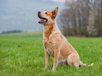Produktbild: CALVENDO Puzzle Ein Motiv aus dem Kalender Power auf 4 Pfoten. Australian Cattle Dog | 1000 Teile Lege-Gr&ouml;&szlig;e 64x48cm Foto-Puzzle f&uuml;r gl&uuml;ckliche Stunden