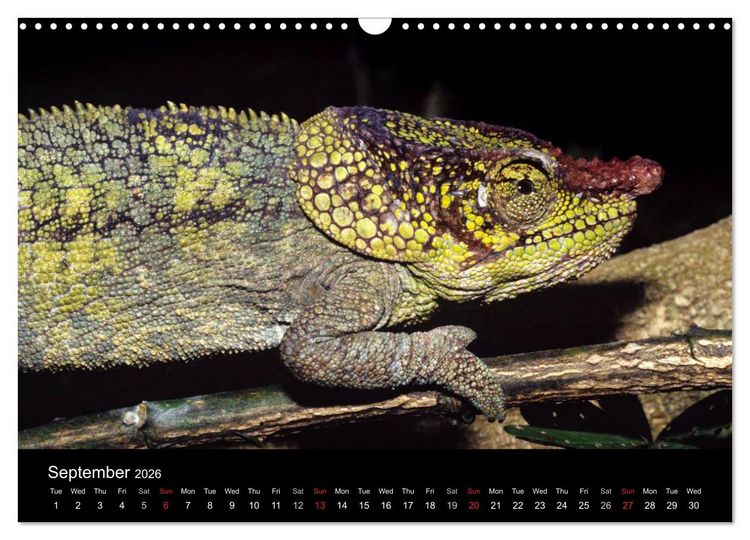 Produktbild: Chameleons Monsters of the African Bush (Wall Calendar 2026 DIN A3 landscape), CALVENDO 12 Month Wall Calendar