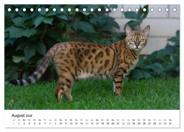 Produktbild: Rassekatzen 2026 (Tischkalender 2026 DIN A5 quer), CALVENDO Monatskalender