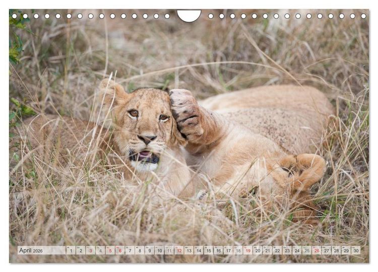 Produktbild: Emotionale Momente: Liebenswerte L&ouml;wenbabys (Wandkalender 2026 DIN A4 quer), CALVENDO Monatskalender