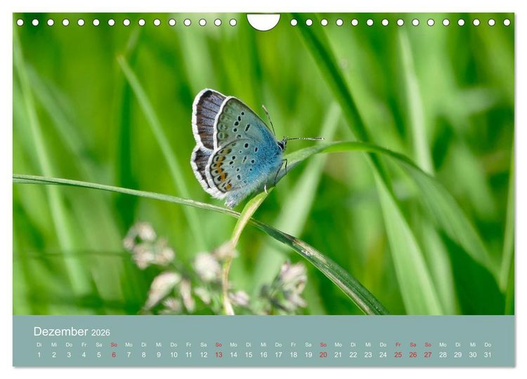 Produktbild: Fauna trifft Flora - Tierischer Besuch im Pflanzenreich (Wandkalender 2026 DIN A4 quer), CALVENDO Monatskalender