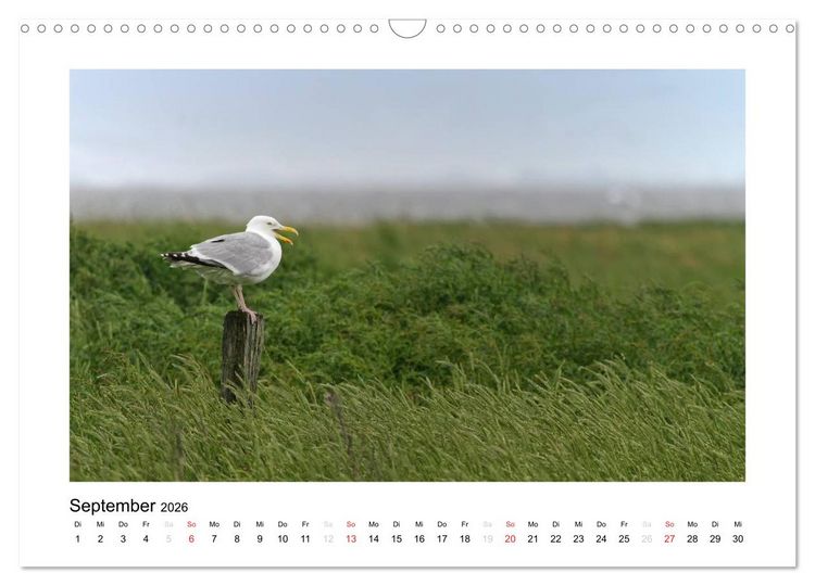 Produktbild: Die sch&ouml;ne Insel Neuwerk (Wandkalender 2026 DIN A3 quer), CALVENDO Monatskalender