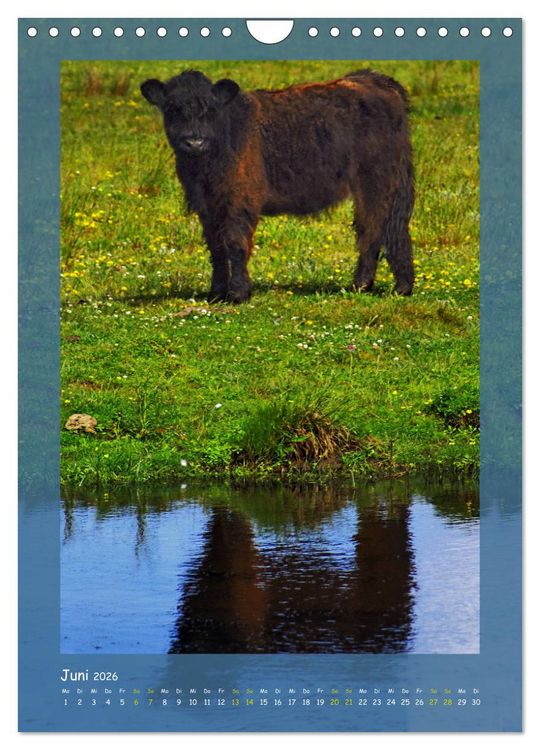 Produktbild: Texel sehen und verlieben (Wandkalender 2026 DIN A4 hoch), CALVENDO Monatskalender