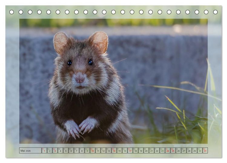 Produktbild: S&uuml;&szlig;e Nager (Tischkalender 2026 DIN A5 quer), CALVENDO Monatskalender
