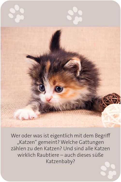 Produktbild: Das gro&szlig;e Katzen Quiz