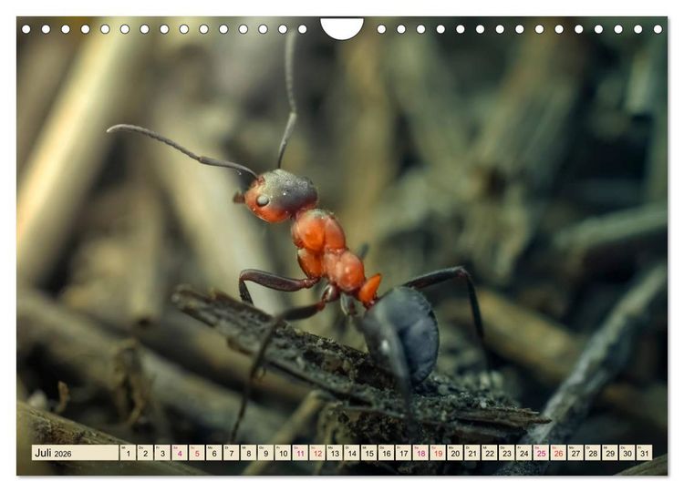 Produktbild: Ameisen - Ordnung im Durcheinander (Wandkalender 2026 DIN A4 quer), CALVENDO Monatskalender