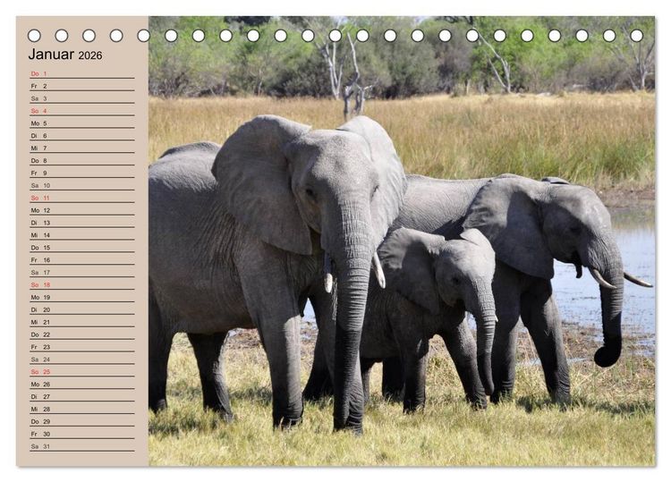 Produktbild: Elefanten in freier Wildbahn (Tischkalender 2026 DIN A5 quer), CALVENDO Monatskalender