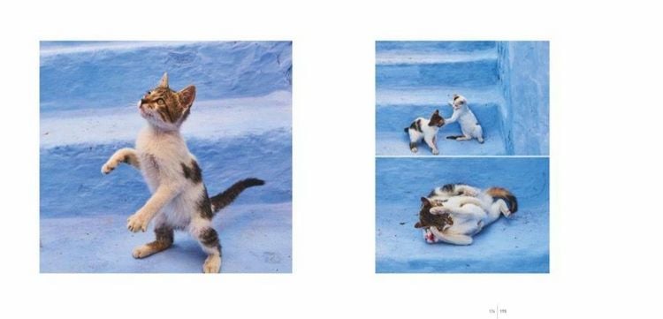 Produktbild: Katzen