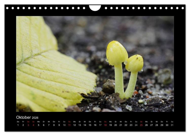 Produktbild: Pilze (Wandkalender 2026 DIN A4 quer), CALVENDO Monatskalender