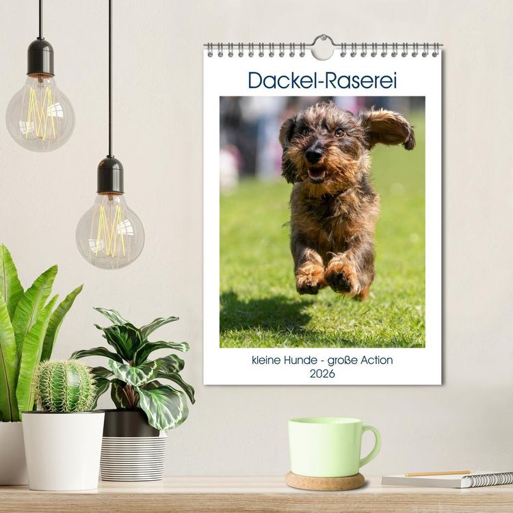 Produktbild: Dackel-Raserei (Wandkalender 2026 DIN A4 hoch), CALVENDO Monatskalender