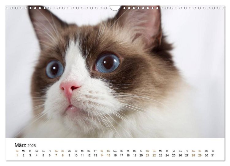 Produktbild: Ragdolls (Wandkalender 2026 DIN A3 quer), CALVENDO Monatskalender
