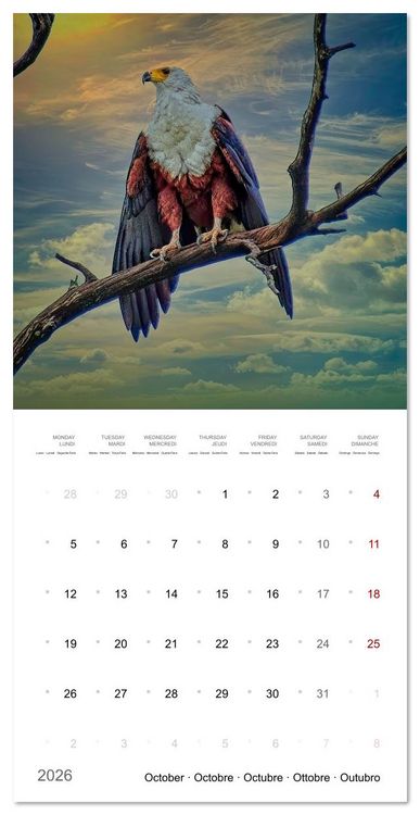 Produktbild: Eagles in Africa (Wall Calendar 2026 12 &times; 12 Inch) CALVENDO 12 Month Wall Calendar
