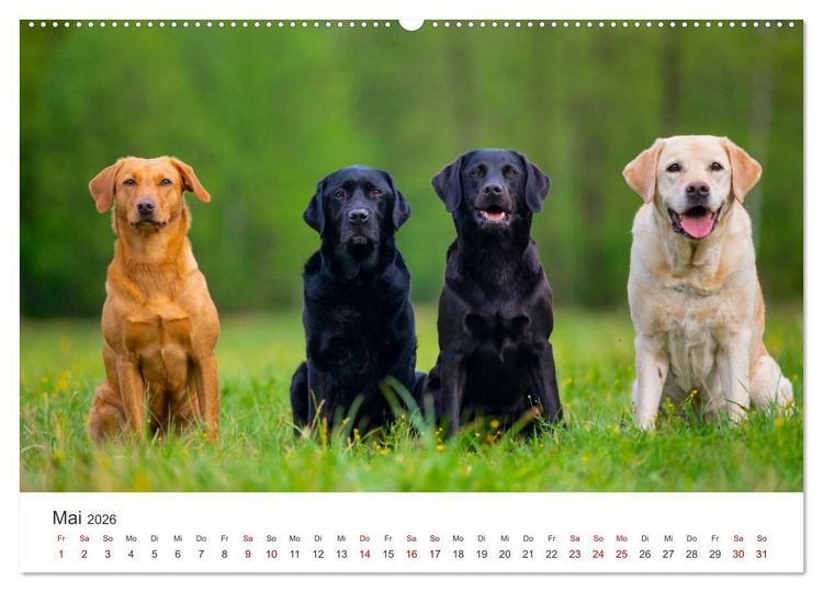 Produktbild: Labrador - Der Vierbeiner in Szene gesetzt. (Wandkalender 2026 DIN A2 quer), CALVENDO Monatskalender