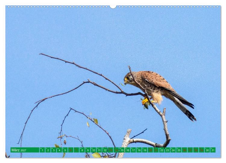 Produktbild: Greifv&ouml;gel - wild und sch&ouml;n (Wandkalender 2027 DIN A2 quer), CALVENDO Monatskalender