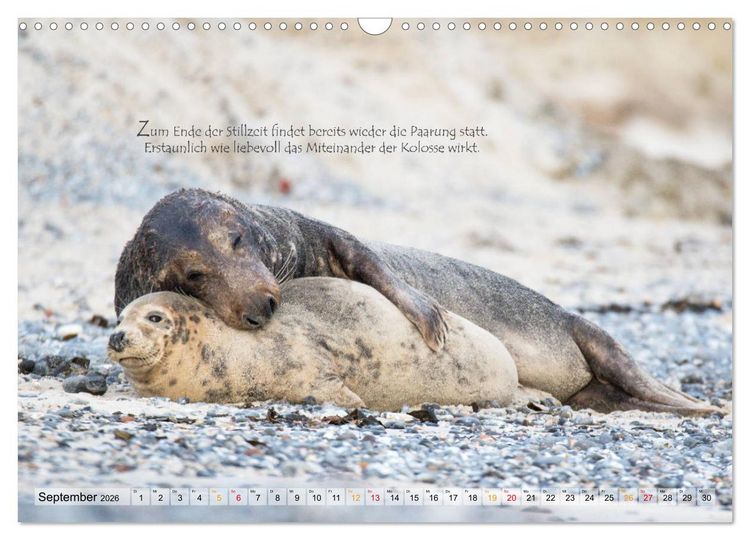 Produktbild: Kegelrobben auf der Insel D&uuml;ne (Wandkalender 2026 DIN A3 quer), CALVENDO Monatskalender