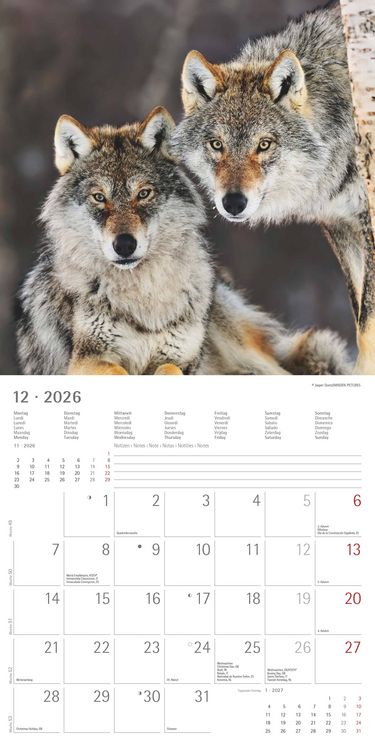 Produktbild: Wölfe 2026 - Broschürenkalender 30x30 cm (30x60 geöffnet) - Kalender mit Platz für Notizen - Wolves - Bildkalender - Wandplaner - Alpha Edition