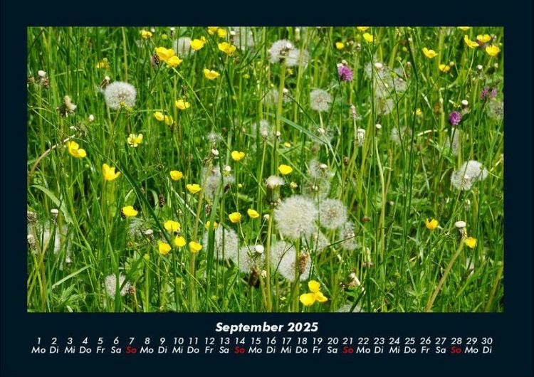 Produktbild: Pflanzen und Bl&uuml;ten 2025 Fotokalender DIN A4