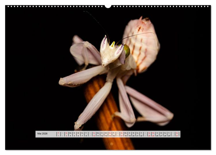 Produktbild: Die Orchideen Gottesanbeterin (Wandkalender 2026 DIN A2 quer), CALVENDO Monatskalender
