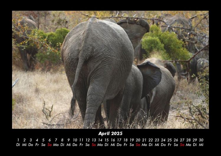 Produktbild: Der Elefantenkalender 2025 Fotokalender DIN A3