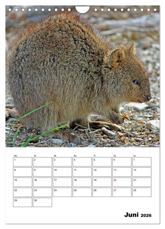Produktbild: Australiens faszinierende Tierwelt (Wandkalender 2026 DIN A4 hoch), CALVENDO Monatskalender