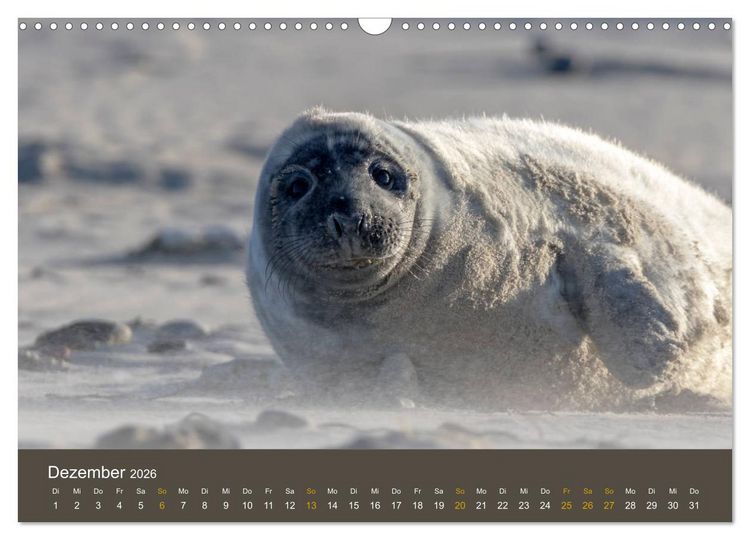 Produktbild: Robben auf der Helgol&auml;nder D&uuml;ne (Wandkalender 2026 DIN A3 quer), CALVENDO Monatskalender