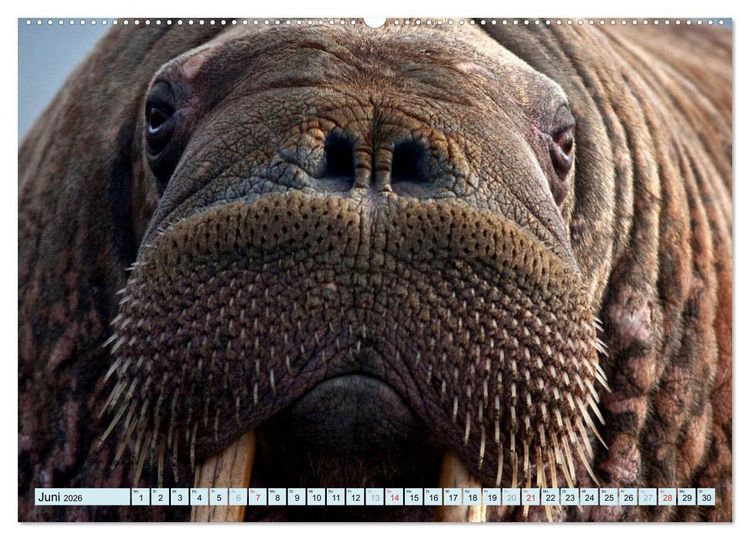 Produktbild: Tiere Schau mir in die Augen (Wandkalender 2026 DIN A2 quer), CALVENDO Monatskalender
