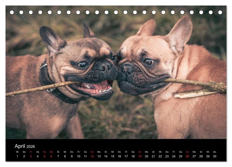 Produktbild: French Bulldog aktiv, verspielt, sportlich (Tischkalender 2026 DIN A5 quer), CALVENDO Monatskalender