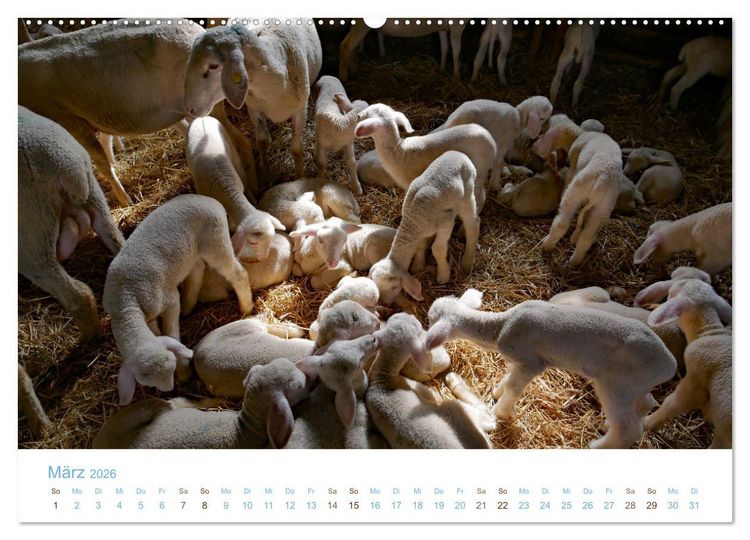 Produktbild: Mit Schafen durch das Jahr (Wandkalender 2026 DIN A2 quer), CALVENDO Monatskalender