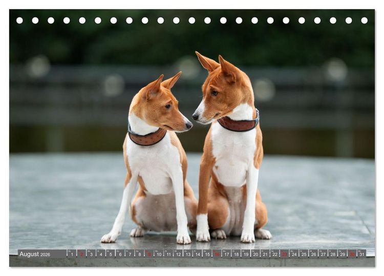 Produktbild: Der Basenji (Tischkalender 2026 DIN A5 quer), CALVENDO Monatskalender