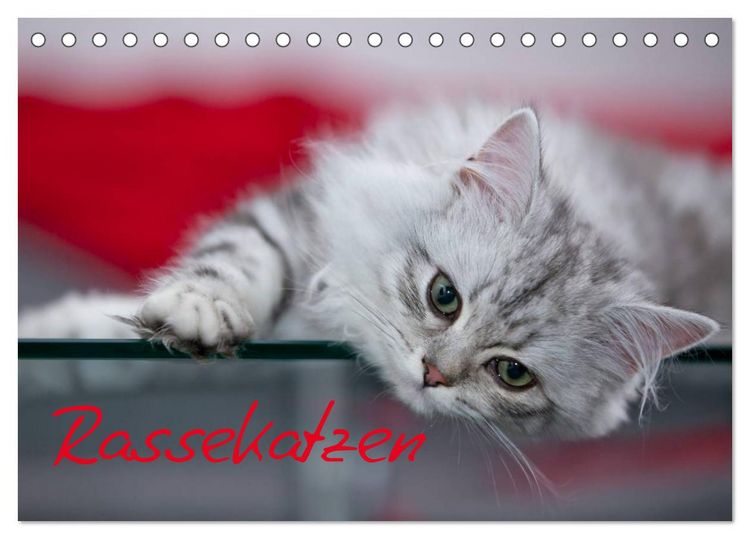 Produktbild: Rassekatzen (Tischkalender 2026 DIN A5 quer), CALVENDO Monatskalender