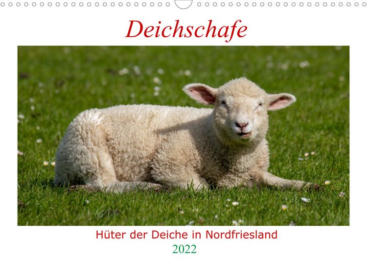 Produktbild: Deichschafe (Wandkalender 2022 DIN A3 quer)