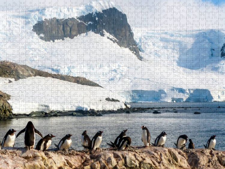 Produktbild: CALVENDO Puzzle Pinguin Kolonie im Naturparadies Antarktis | 1000 Teile Lege-Gr&ouml;&szlig;e 64x48cm Foto-Puzzle f&uuml;r gl&uuml;ckliche Stunden