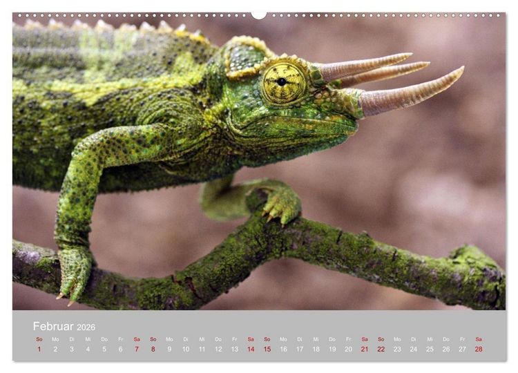 Produktbild: Terrarientiere (hochwertiger Premium Wandkalender 2026 DIN A2 quer), Kunstdruck in Hochglanz