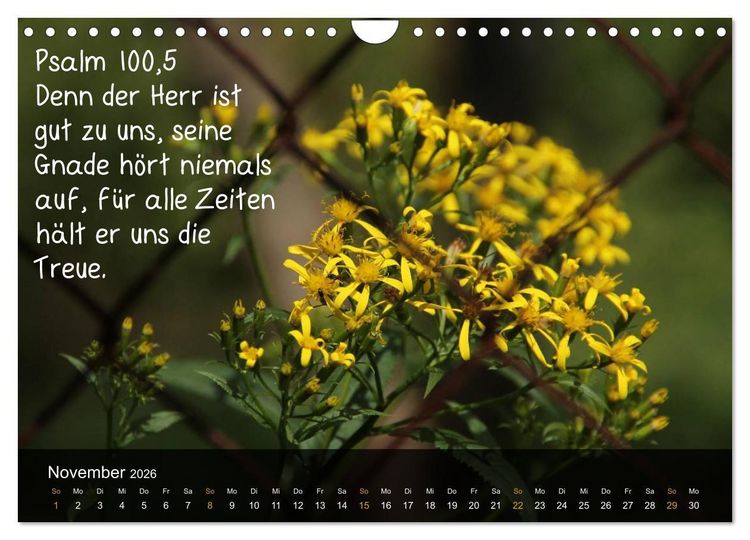 Produktbild: Sch&ouml;pfung im Licht (Wandkalender 2026 DIN A4 quer), CALVENDO Monatskalender