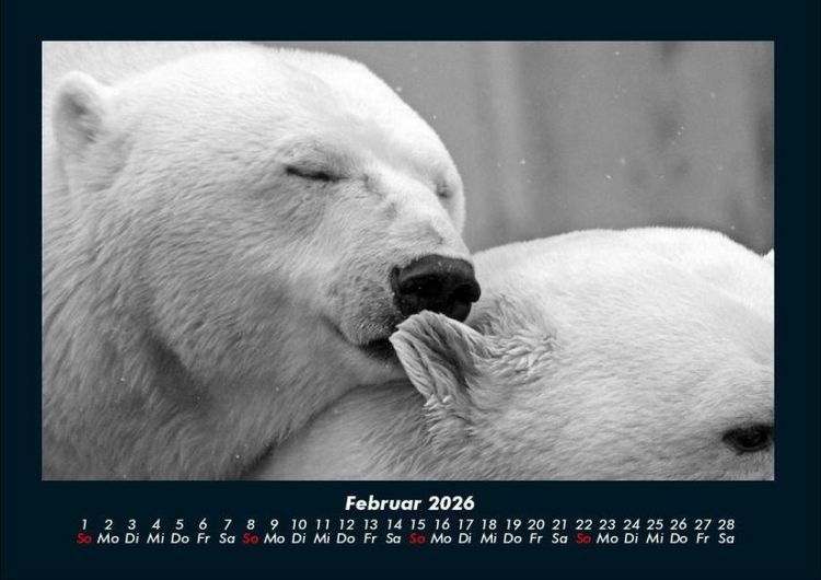 Produktbild: Eisb&auml;ren 2026 Fotokalender DIN A4