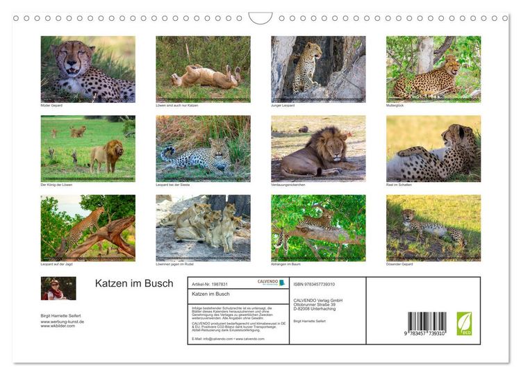Produktbild: Katzen im Busch (Wandkalender 2026 DIN A3 quer), CALVENDO Monatskalender