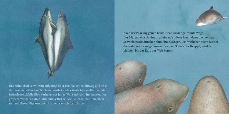 Produktbild: LESEMAUS 135: Der kleine Wal und das Meer