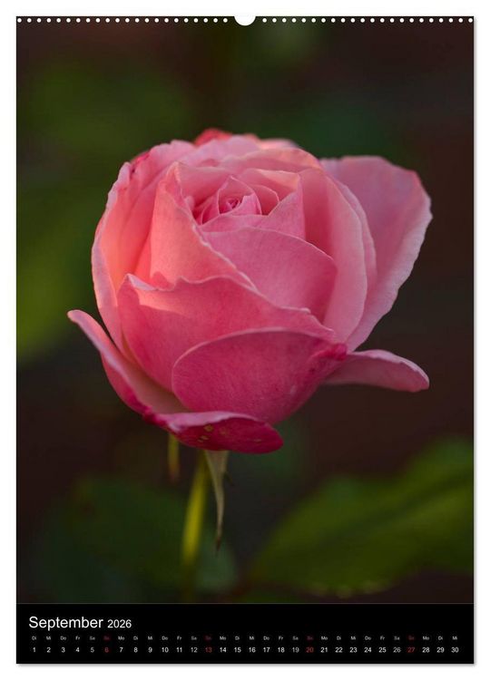 Produktbild: Zauberhafte Rosen (hochwertiger Premium Wandkalender 2026 DIN A2 hoch), Kunstdruck in Hochglanz