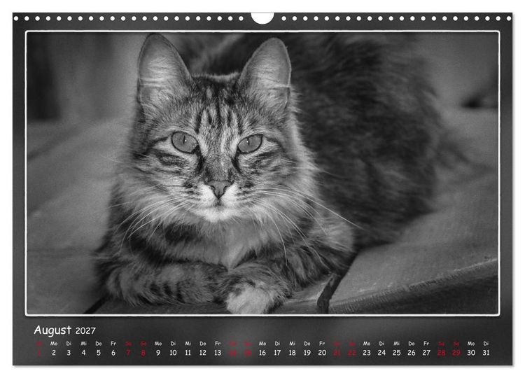 Produktbild: Tieren ins Gesicht geschaut (Wandkalender 2027 DIN A3 quer), CALVENDO Monatskalender