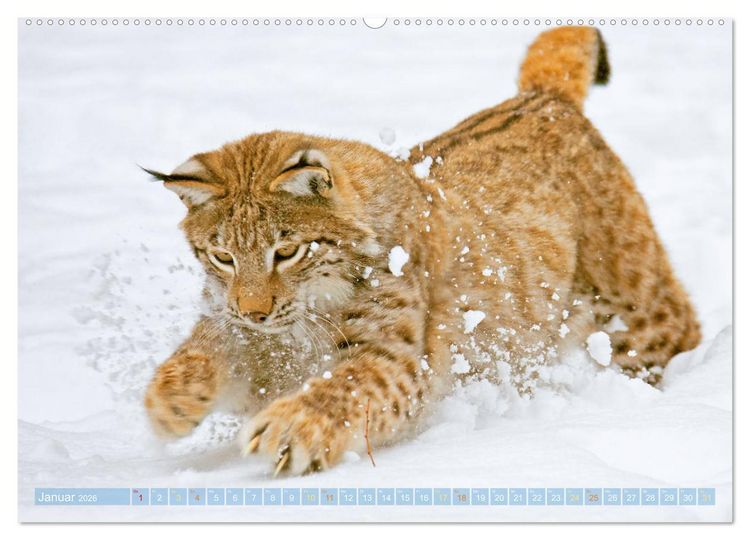 Produktbild: Wildtiere des Waldes: Hier wird der Mythos Wald lebendig (Wandkalender 2026 DIN A2 quer), CALVENDO Monatskalender