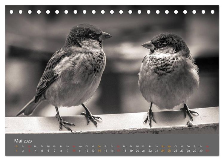 Produktbild: Tierische Augenblicke in Schwarz-Wei&szlig; (Tischkalender 2026 DIN A5 quer), CALVENDO Monatskalender