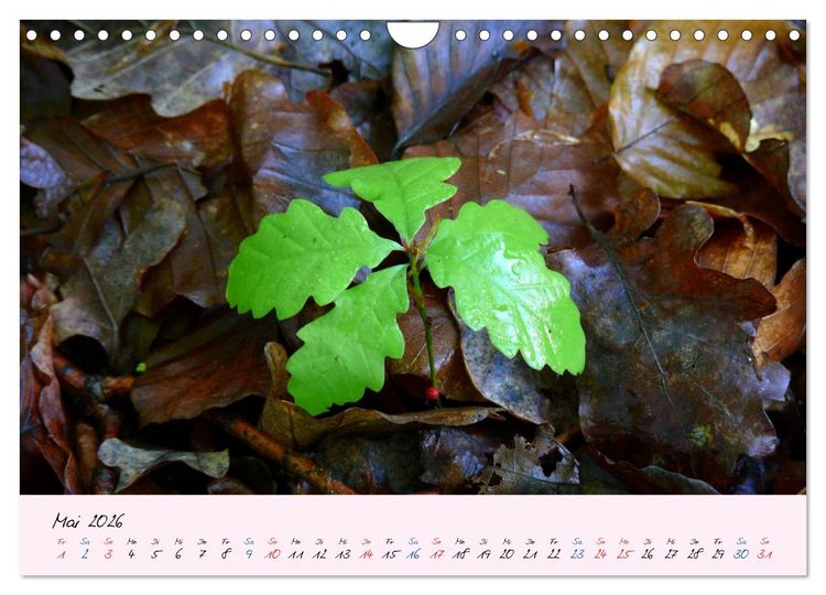 Produktbild: Wald und Baum 2026 (Wandkalender 2026 DIN A4 quer), CALVENDO Monatskalender